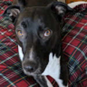 Meet your Posher, Garrett